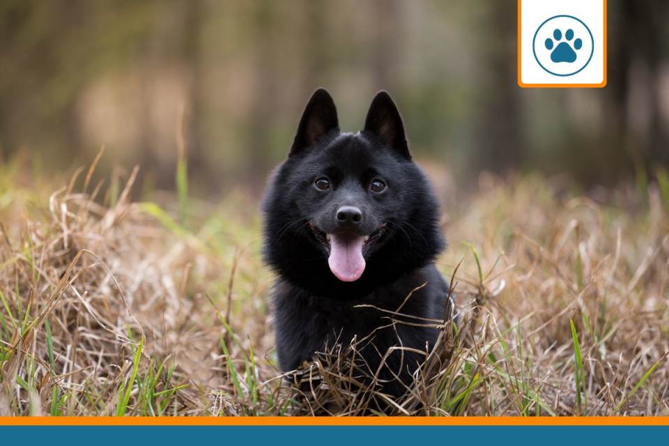 Mutuelle pour Schipperke