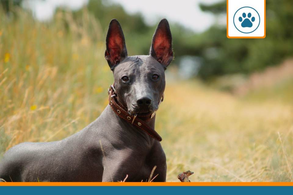 Mutuelle pour Xoloitzcuintle