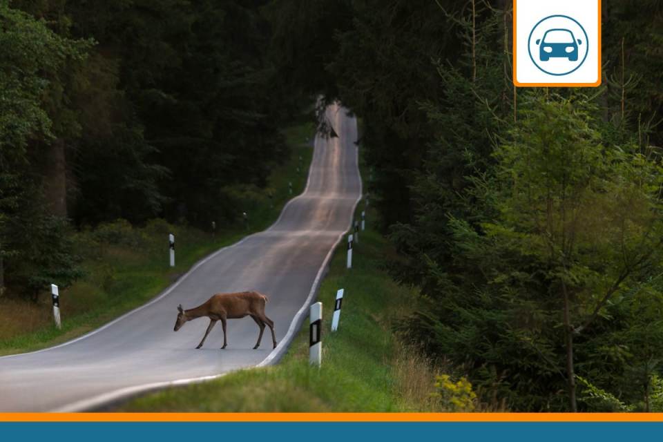 Quelle indemnisation en cas de collision avec un animal ?