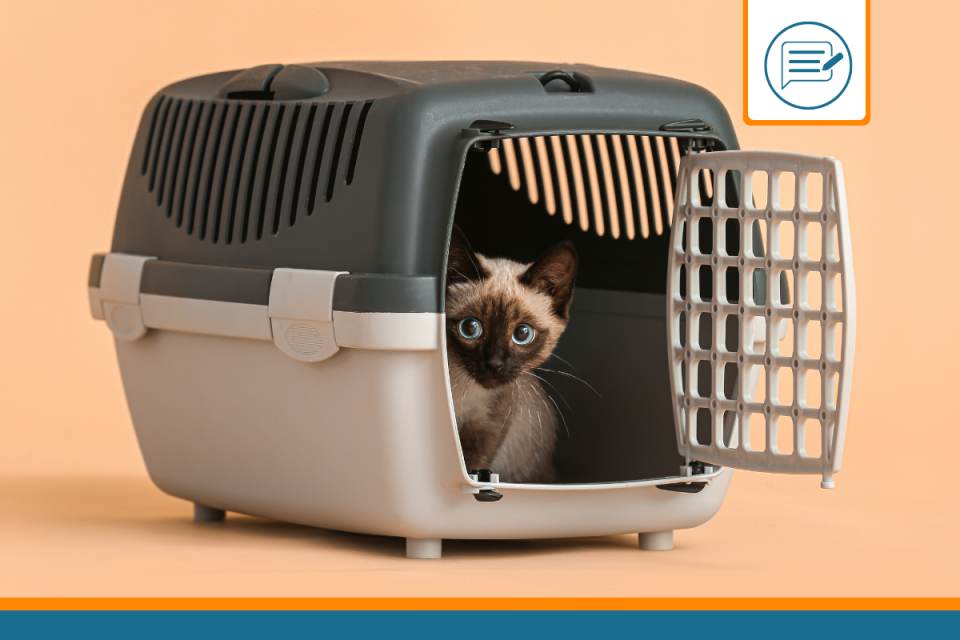 choisir la cage de transport pour son chat