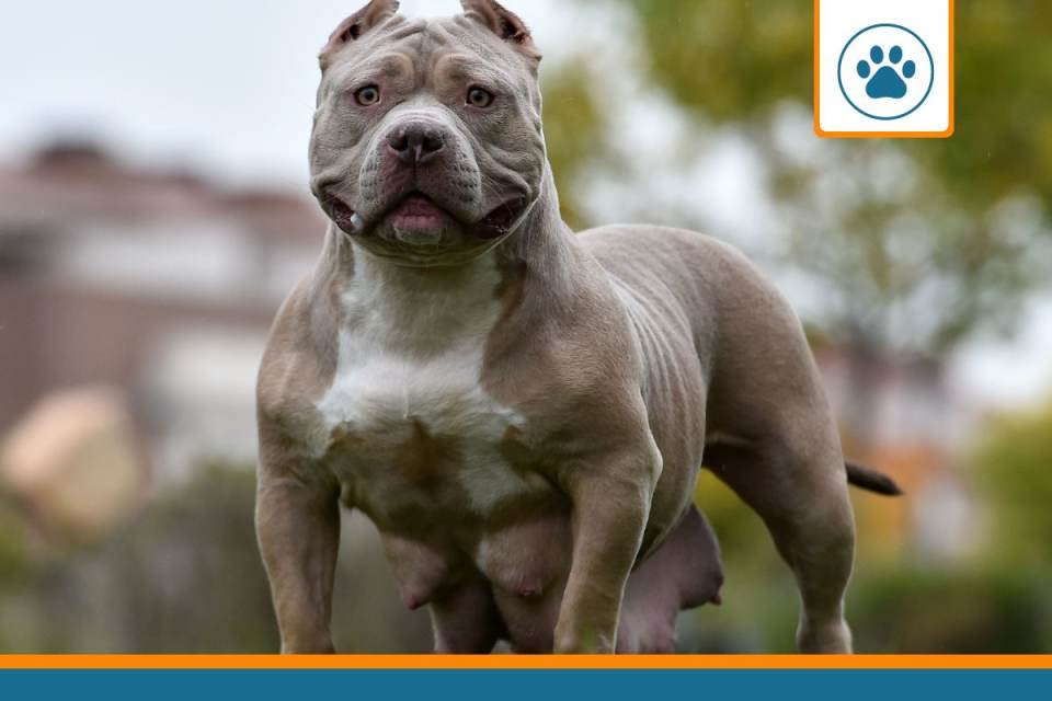 mutuelle pour american bully