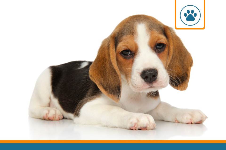 Mutuelle pour Beagle