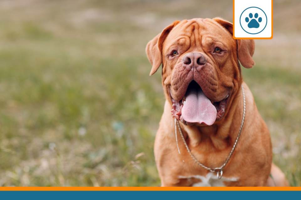 Mutuelle pour bouledogue de bordeaux