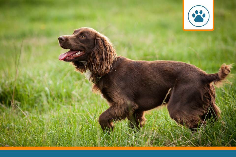 mutuelle chien d'eau américain