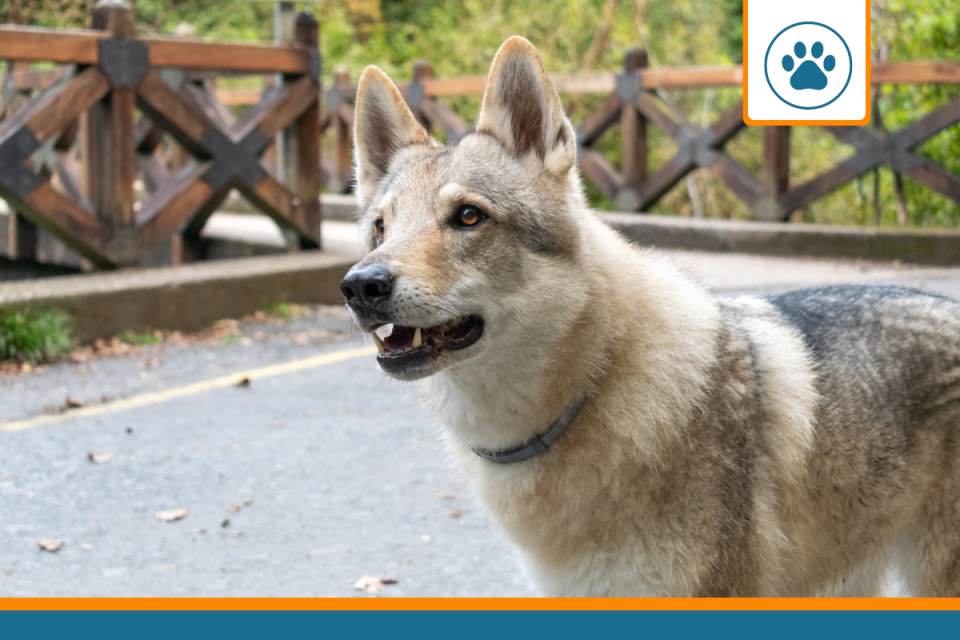 Mutuelle chien-loup tchécoslovaque