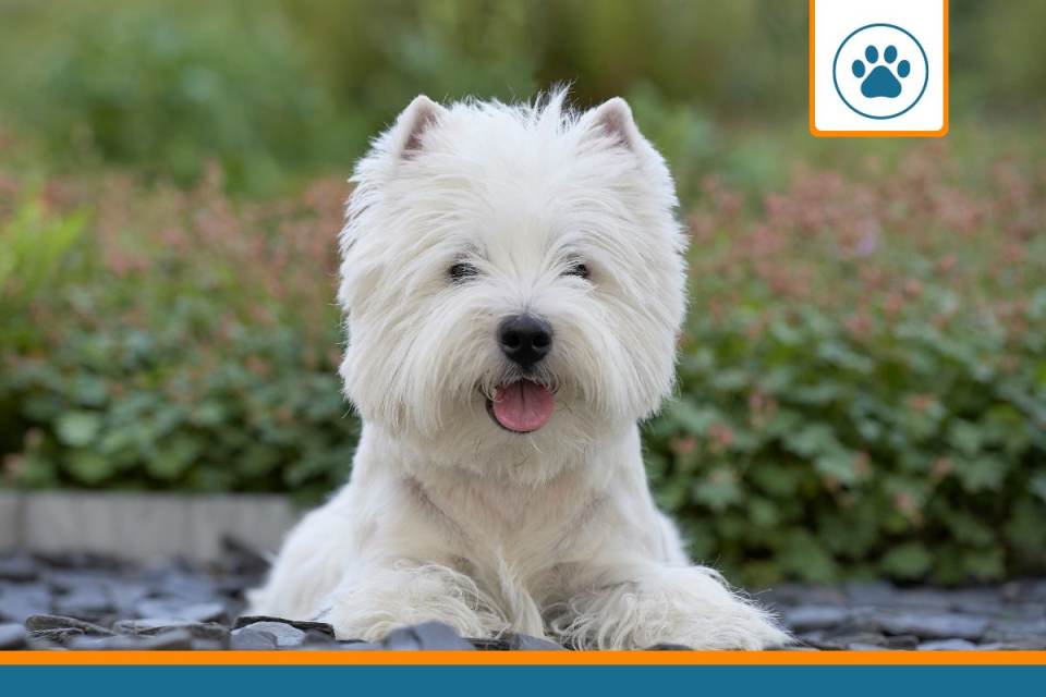 Mutuelle pour Westie