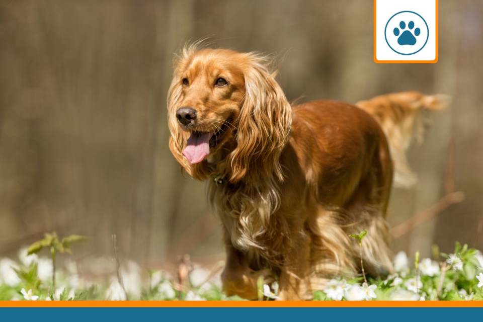 Mutuelle pour cocker spaniel