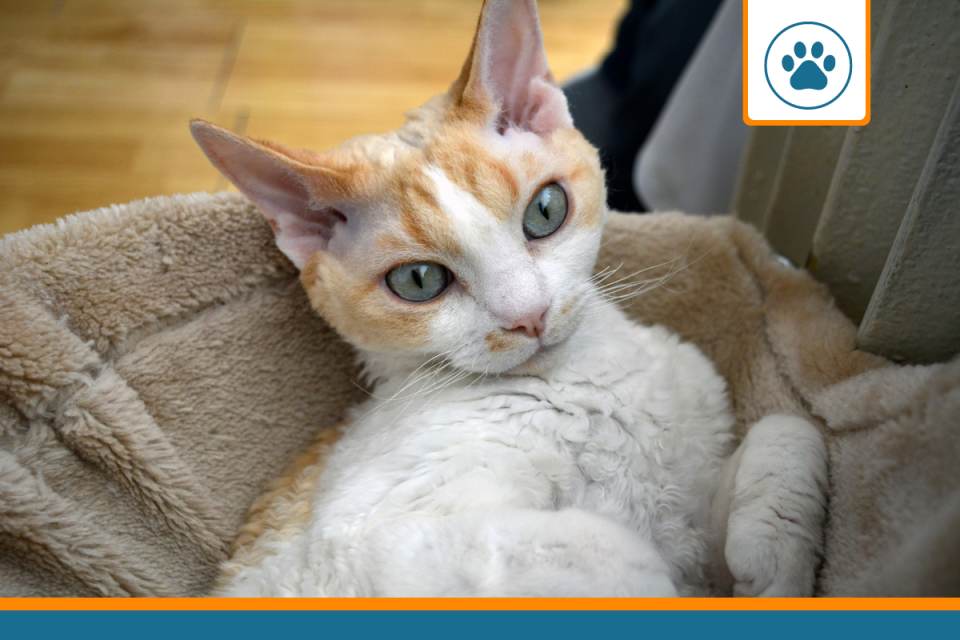 mutuelle Devon Rex