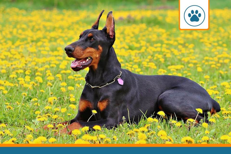 Mutuelle pour doberman