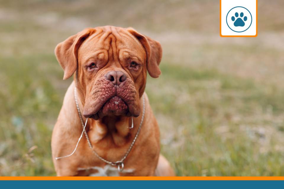 Mutuelle Dogue de Bordeaux