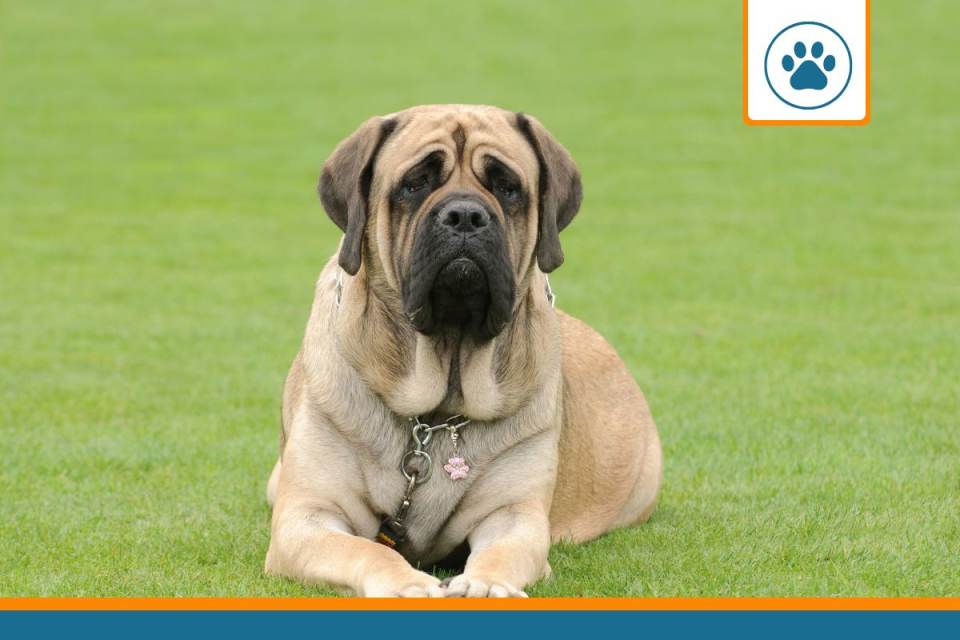 Mutuelle pour dogue mastiff