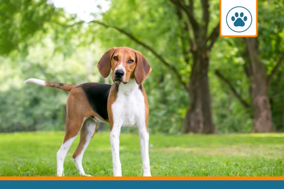 Mutuelle pour Foxhound Anglais