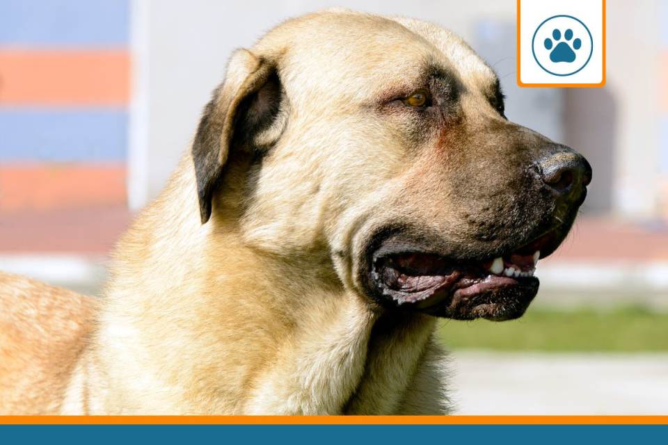 Mutuelle pour Kangal