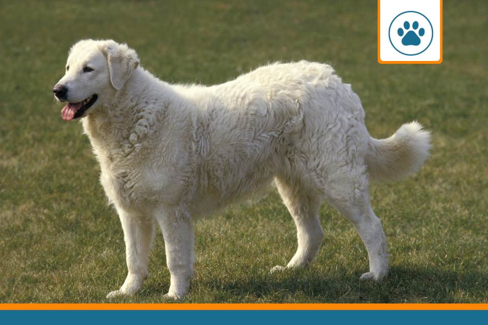 mutuelle Kuvasz