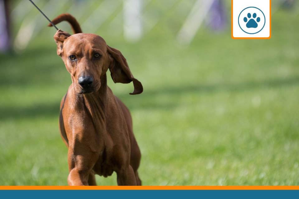 Mutuelle pour Redbone Coonhound