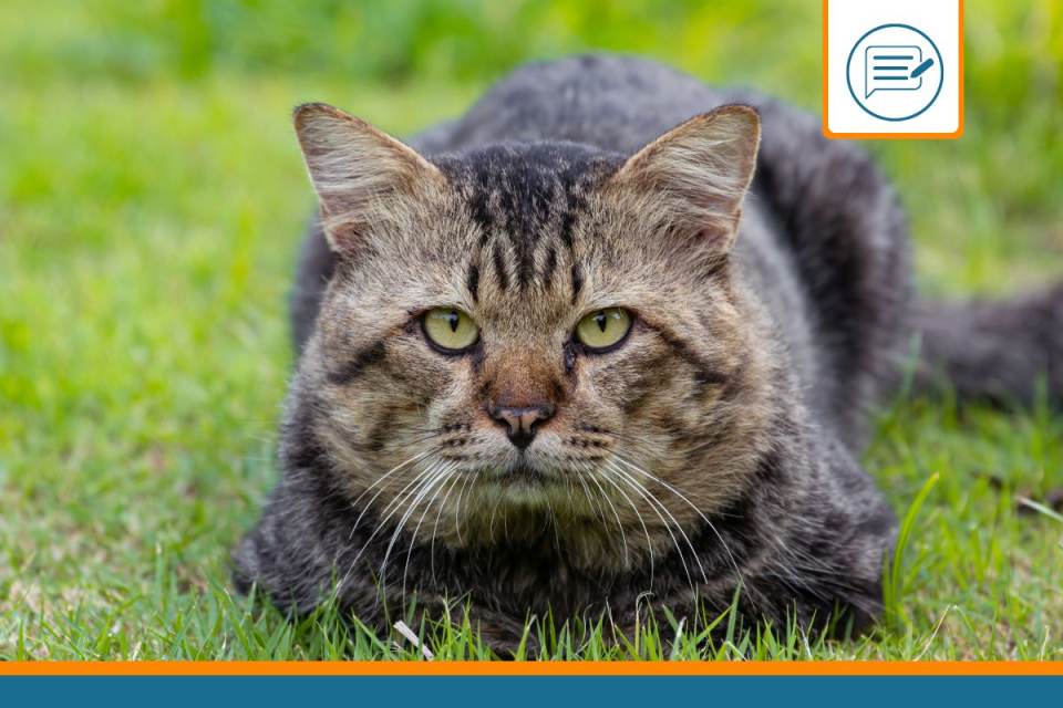 Quelle race de chat est la plus grande ?