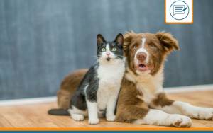 Mon chien et mon chat ne s'entendent pas, que faire ?