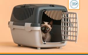 choisir la cage de transport pour son chat