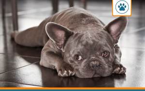 Mutuelle pour bouledogue silver