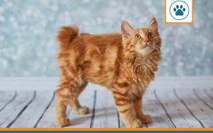 Mutuelle pour chat Bobtail