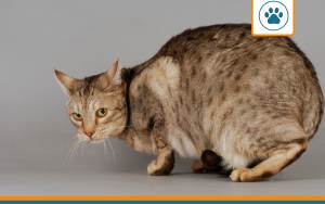 Mutuelle pour chat Ocicat