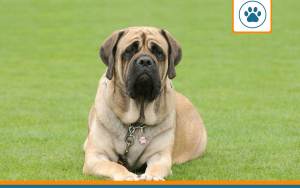 Mutuelle pour dogue mastiff