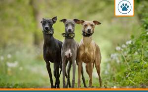 Mutuelle pour levrier whippet