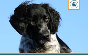 Mutuelle pour chien Munsterlander