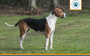 mutuelle Plott Hound