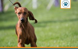 Mutuelle pour Redbone Coonhound